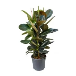 Ficus Elastica Abidjan - Burgundy Rubber Plant 33 Ficus Elastica Abidjan - Burgundy Rubber Plant -Indoor Plants Store Ficus elastica Abidjan Rubber Plant 89c4167c eb3c 496f 9722 2997d69419b1