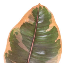 Ficus Elastica Belize - Pink Rubber Plant -Indoor Plants Store Ficus elastica Belize Pink Rubber Plant DETAIL 2