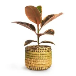 Ficus Elastica Belize - Pink Rubber Plant -Indoor Plants Store Ficus elastica Belize Rubber Plant 12x30cm Jane Plant Baskets Set5 Jungle f0822338 621c 45b8 81de 355c98e6b3a8