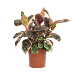 Ficus Elastica Belize - Pink Rubber Plant -Indoor Plants Store Ficus elastica Belize Rubber Plant 21cm