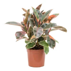 Ficus Elastica Belize - Pink Rubber Plant -Indoor Plants Store Ficus elastica Belize Rubber Plant