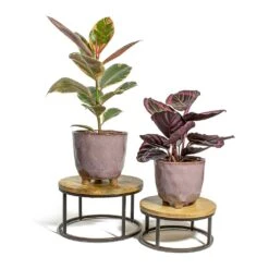 Calathea Roseopicta Surprise Star - Rose Painted Calathea 12 Calathea Roseopicta Surprise Star - Rose Painted Calathea -Indoor Plants Store Ficus elastica Belize Rubber Plant Calathea roseopicta Dottie Rose Painted Calathea kaat pink plant pot lois stand f0dffd2d bb62 4cb6 9387 25eab5c4cb44