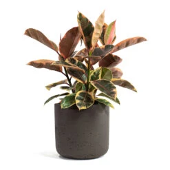 Ficus Elastica Belize - Pink Rubber Plant -Indoor Plants Store Ficus elastica Belize Rubber Plant Charlie Plant Pot Ash Brown