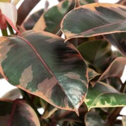 Ficus Elastica Belize - Pink Rubber Plant -Indoor Plants Store Ficus elastica Belize Rubber Plant Close Up