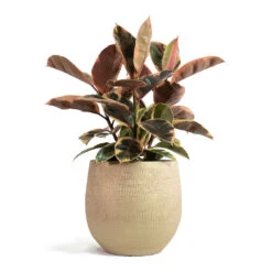 Ryan Plant Pot - Sand Gold -Indoor Plants Store Ficus elastica Belize Rubber Plant Ryan Plant Pot Sand Gold 7bef99b7 5b03 435b 8ad8 0b45e4cee94a
