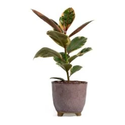 Ficus Elastica Belize - Pink Rubber Plant -Indoor Plants Store Ficus elastica Belize Rubber Plant kaat pink plant pot