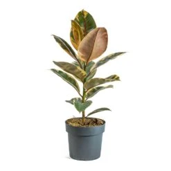 Ficus Elastica Belize - Pink Rubber Plant -Indoor Plants Store Ficus elastica Belize Rubber Plant a5a37ed3 66d4 4d5e b4ba 03562ce5e9b7