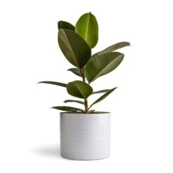 Ficus Elastica Robusta - Rubber Plant -Indoor Plants Store Ficus elastica Melany Rubber Plant 14x45cm Hadleigh Plant Pot White 20x17.5cm 52335388 022e 4750 9c9f 54efbba9ea0a