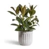 Ficus Elastica Melany - Rubber Plant