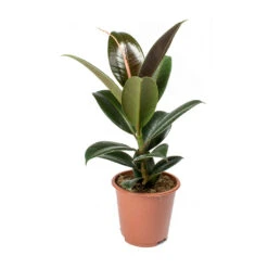 Ficus Elastica Melany - Rubber Plant -Indoor Plants Store Ficus elastica Melany Rubber Plant