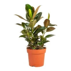 Ficus Elastica Melany - Rubber Plant -Indoor Plants Store Ficus elastica Melany Rubber Plant Medium