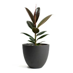Mini Jesslyn Plant Pot - Black Washed -Indoor Plants Store Ficus elastica Melany Rubber Plant Mini Jesslyn Plant Pot Black Washed