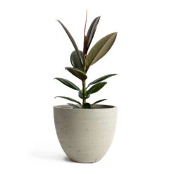 Mini Jesslyn Plant Pot - Grey Washed -Indoor Plants Store Ficus elastica Melany Rubber Plant Mini Jesslyn Plant Pot Grey Washed
