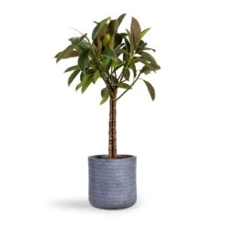 Angle Cylinder Plant Pot - Grey -Indoor Plants Store Ficus elastica Melany Rubber Plant Multi Stem 21x80cm Angle Cylinder Plant Pot Grey 24x24cm