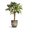 Ficus Elastica Melany - Rubber Plant - Multi Stem -Indoor Plants Store Ficus elastica Melany Rubber Plant Multi Stem 21x90cm Aico Plant Pot Shiny Blue 28x25cm 2c07358d 0dff 464c 9ddb 048b1206e2a4