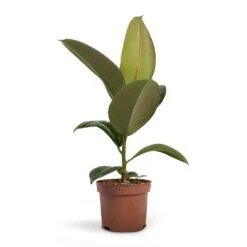Ficus Elastica Robusta - Rubber Plant -Indoor Plants Store Ficus elastica Robusta Rubber Plant 12x35cm