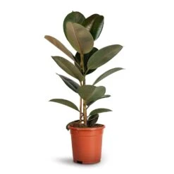 Ficus Elastica Robusta - Rubber Plant -Indoor Plants Store Ficus elastica Robusta Rubber Plant 17x50cm