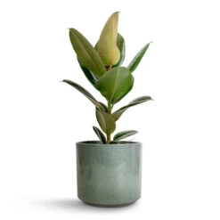 Ficus Elastica Robusta - Rubber Plant -Indoor Plants Store Ficus elastica Robusta Rubber Plant 17x50cm Remmi Glaze Plant Pot Green 20x20cm 87602c68 0857 46c4 8e26 437391e71d06