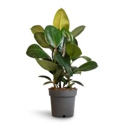Ficus Elastica Robusta - Rubber Plant -Indoor Plants Store Ficus elastica Robusta Rubber Plant 19x70cm