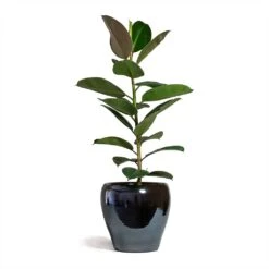 Amora Plant Pot - Anthracite Mirror -Indoor Plants Store Ficus elastica Robusta Rubber Plant 21x60cm Amora Plant Pot Anthracite Mirror 32x32cm 2