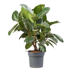 Ficus Elastica Robusta - Rubber Plant -Indoor Plants Store Ficus elastica Robusta Rubber Plant 21x70cm 2