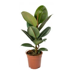 Ficus Elastica Robusta - Rubber Plant -Indoor Plants Store Ficus elastica Robusta Rubber Plant