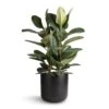 Ficus Elastica Robusta - Rubber Plant -Indoor Plants Store Ficus elastica Robusta Rubber Plant 24x80cm Lisbon Plant Pot Anthracite 26x26cm 15863bd8 1d64 4b63 a016 9ec33053b16b