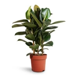 Ficus Elastica Robusta - Rubber Plant -Indoor Plants Store Ficus elastica Robusta Rubber Plant 24x90cm