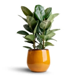 Charlotte Plant Pot - Spiced Ochre -Indoor Plants Store Ficus elastica Robusta Rubber Plant 24x90cm Charlotte Plant Pot Spiced Ochre 33x30cm 83a67d95 e5ae 4b56 a995 46aac223f230