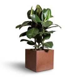 Ficus Elastica Robusta - Rubber Plant -Indoor Plants Store Ficus elastica Robusta Rubber Plant 24x90cm Maud Artstone Plant Pots Set3 Oak 2