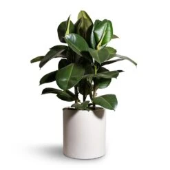 Max Refined Planter - Natural White -Indoor Plants Store Ficus elastica Robusta Rubber Plant 24x90cm Max Refined Planter Natural White 29x29.5cm 2 a8c0d06e 6ccd 464a a80f fe6db16c8f8f