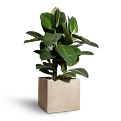 Raindrop Cube Planter - Stone 25 Raindrop Cube Planter - Stone -Indoor Plants Store Ficus elastica Robusta Rubber Plant 24x90cm Raindrop Cube Planter Stone 30x30x27cm 2 c084050f 2079 4424 81d7 1eaa0e84923c
