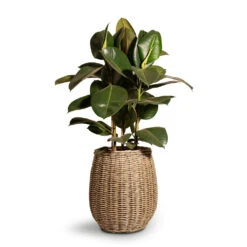 Ficus Elastica Robusta - Rubber Plant -Indoor Plants Store Ficus elastica Robusta Rubber Plant 24x90cm Siona Wikr Plant Baskets Set3 Natural