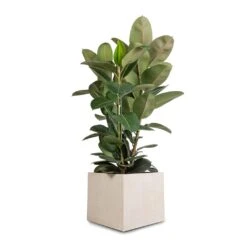 Raindrop Cube Planter - Stone 28 Raindrop Cube Planter - Stone -Indoor Plants Store Ficus elastica Robusta Rubber Plant 30x110cm Raindrop Cube Planter Stone 40x40x36cm