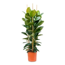 Ficus Elastica Robusta - Rubber Plant -Indoor Plants Store Ficus elastica Robusta Rubber Plant 35x160cm