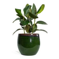 Ficus Elastica Robusta - Rubber Plant -Indoor Plants Store Ficus elastica Robusta Rubber Plant Charlotte Plant Pot Green