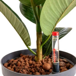 Indoor Plants Store -Indoor Plants Store Ficus elastica Robusta Rubber Plant HydroCare 18 19x80cm 1 stem