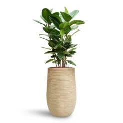 Ficus Elastica Robusta - Rubber Plant - HydroCare -Indoor Plants Store Ficus elastica Robusta Rubber Plant HydroCare Dune Partner Planter Oat