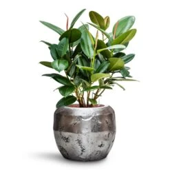 Ficus Elastica Robusta - Rubber Plant - HydroCare -Indoor Plants Store Ficus elastica Robusta Rubber Plant HydroCare Opus Raw Couple Planter Silver