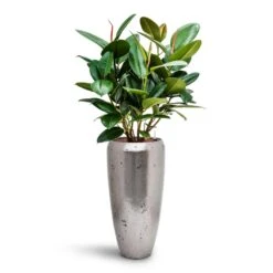 Opus Raw Partner Planter - Silver 13 Opus Raw Partner Planter - Silver -Indoor Plants Store Ficus elastica Robusta Rubber Plant HydroCare Opus Raw Partner Planter Silver 2e0ba180 fea9 4643 aee5 8288dc411343