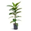 Ficus Elastica Robusta - Rubber Plant - HydroCare -Indoor Plants Store Ficus elastica Robusta Rubber Plant Hydroculture 18 19x100cm 1stem