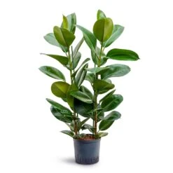 Ficus Elastica Robusta - Rubber Plant - HydroCare -Indoor Plants Store Ficus elastica Robusta Rubber Plant Hydroculture 22 19x100cm 2stem
