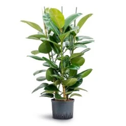 Ficus Elastica Robusta - Rubber Plant - HydroCare -Indoor Plants Store Ficus elastica Robusta Rubber Plant Hydroculture 25 19x120cm 3stem
