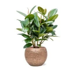 Ficus Elastica Robusta - Rubber Plant - HydroCare -Indoor Plants Store Ficus elastica Robusta Rubber Plant Hydroculture Opus Hammered Globe Planter Gold