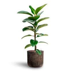 Luxe Lite Waterfall Cylinder Planter - Bronze 35 Luxe Lite Waterfall Cylinder Planter - Bronze -Indoor Plants Store Ficus elastica Robusta Rubber Plant HydrocultureLuxe Lite Waterfall Cylinder Planter Bronze fb8df9cb 938b 431f 8abf fe5e95bf2edf