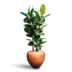 Ficus Elastica Robusta - Rubber Plant - HydroCare -Indoor Plants Store Ficus elastica Robusta Rubber Plant HydrocultureMetallic Couple Plant Pot Matt Copper