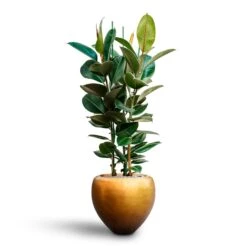 Ficus Elastica Robusta - Rubber Plant - HydroCare -Indoor Plants Store Ficus elastica Robusta Rubber Plant HydrocultureMetallic Couple Plant Pot Matt Honey