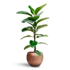 Ficus Elastica Robusta - Rubber Plant - HydroCare -Indoor Plants Store Ficus elastica Robusta Rubber Plant HydrocultureOpus Hammered Globe Planter Gold