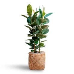Zayn Bamboo Planter -Indoor Plants Store Ficus elastica Robusta Rubber Plant HydrocultureZayn Bamboo Planter cb79fe29 2419 4f46 aac1 ad88354c0747