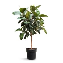 Ficus Elastica Robusta - Rubber Plant - Straight Stem -Indoor Plants Store Ficus elastica Robusta Rubber Plant Straight Stem